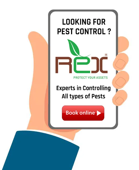 Rex Pest Control