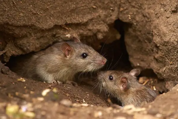 Rat Control Services in Ahmedabad