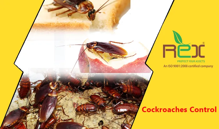 Cockroaches Pest Control in Ahmedabad