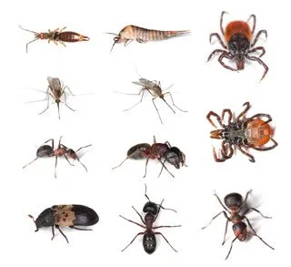 Pest Control Services in Ahmedabad
