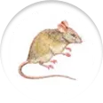 Rodent | Rat | Control Services – Pest Control India